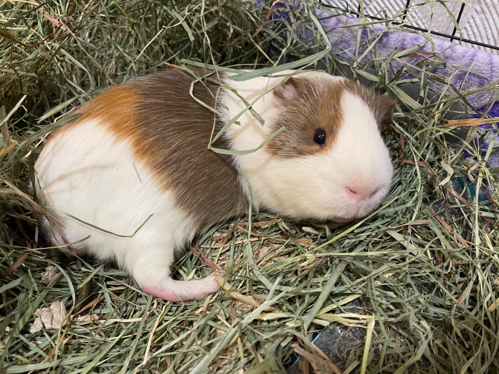 Guinea Pig Care